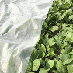 Agfabric draped over a vegetable row protecting plants from frost