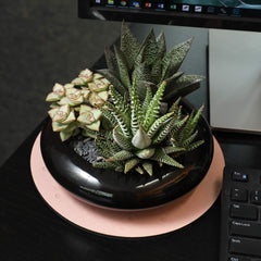 Altman Plants aerial view of assorted succulents demonstrating variety and attractive desktop arrangement