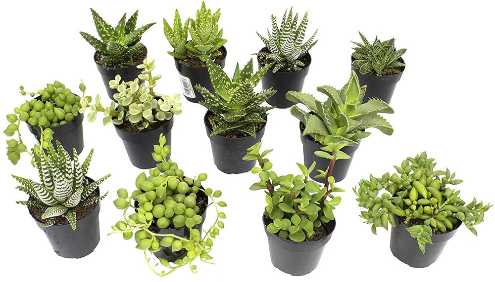 Altman Plants front packaging showing twelve potted succulents and protective wrap, presents a ready-to-display desk set