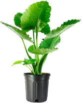 American Plant Exchange Alocasia front view showing dramatic leaves and instant visual impact