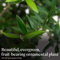 American Plant Exchange Arbequina silvery-green foliage close-up showcasing leaf texture