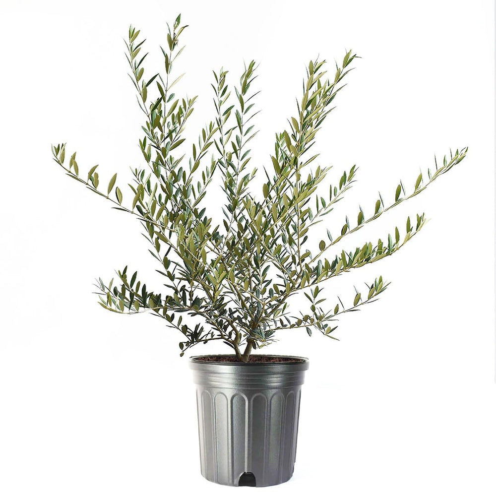 American Plant Exchange Arbequina front view showing full plant and decorative appeal