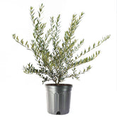 American Plant Exchange Arbequina front view showing full plant and decorative appeal