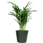 American Plant Exchange Areca Palm front view showing lush feathery fronds and compact pot, enhances decor