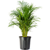 American Plant Exchange Areca Palm front view showing lush fronds and elegant silhouette