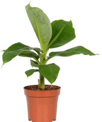 American Plant Exchange dwarf banana front view showing lush foliage and decorative impact