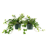 American Plant Exchange English Ivy front view in two 6-inch pots, ready to style