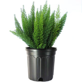 American Plant Exchange foxtail fern front view shows lush greenery and instant decor upgrade