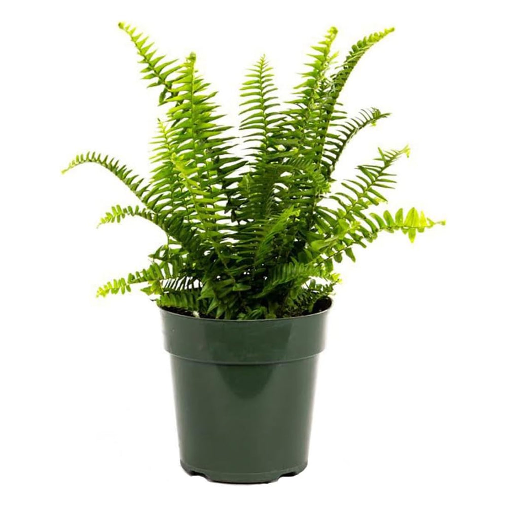 American Plant Exchange front view of Kimberly Queen Fern showing upright fronds and elegant shape