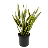 American Plant Exchange front view of tall Snake Plant adding dramatic vertical style