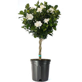 American Plant Exchange gardenia front view showing elegant braided trunk and blooms
