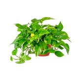 American Plant Exchange front view of Golden Pothos in 6-inch pot, ready to decorate