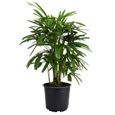 American Plant Exchange Lady Palm front view showcasing compact clumping foliage and elegance