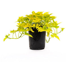 American Plant Exchange front view of lime sweet potato vine showing vibrant trailing foliage