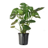 American Plant Exchange Monstera front view showing dramatic split leaves and bold decor impact