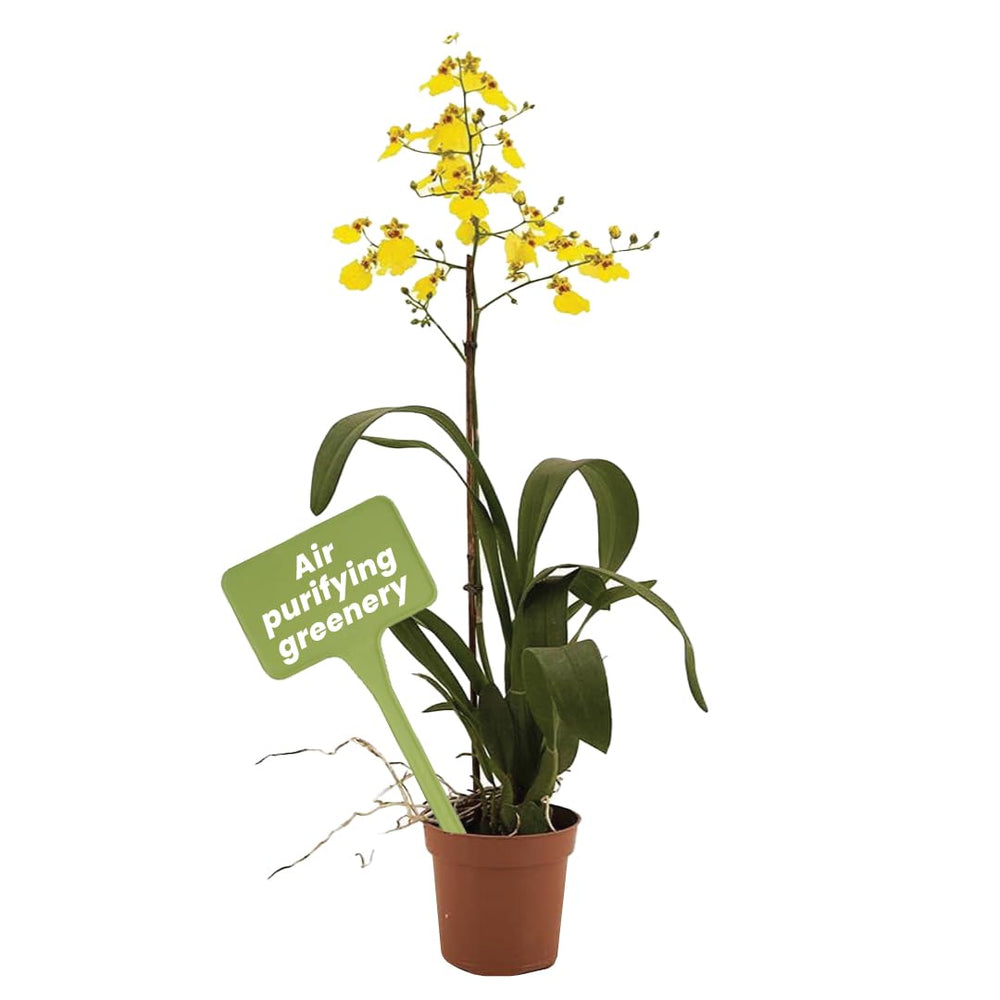 American Plant Exchange Oncidium front view showing compact flower display and easy placement