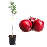 American Plant Exchange front view of 2–3' Red Delicious tree showing healthy foliage and pot, easy planting