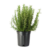American Plant Exchange rosemary front view showing upright plant and 10 inch pot for immediate use