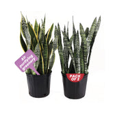 American Plant Exchange front view of two snake plants adding statement greenery
