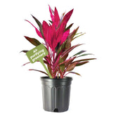 American Plant Exchange Ti Plant 'Sister' front view showing vibrant foliage and instant decor impact