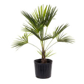 American Plant Exchange windmill palm front view showing healthy foliage and attractive form