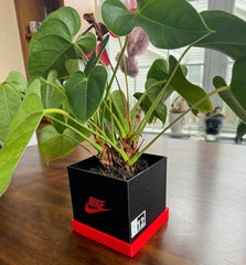 Antho3D sneaker planter on desk with plant showcasing decorative benefit