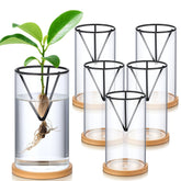 Baderke front view of six clear glass vases showing clean propagation display benefit