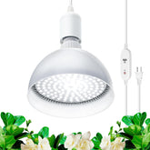 Barrina front view packaging showing bulb and benefits for small gardens