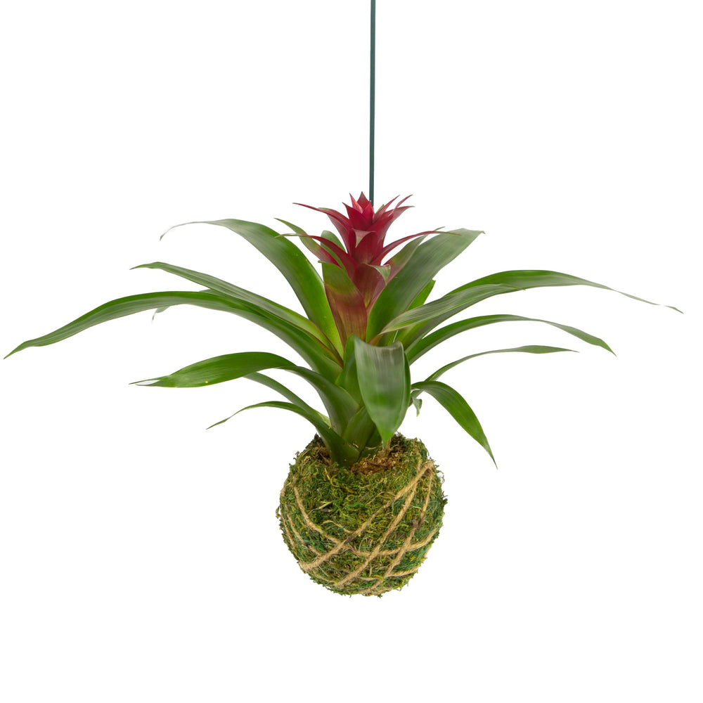 Better-Gro bromeliad front view showing vibrant red bloom and decorative hang, enhances decor