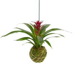 Better-Gro bromeliad front view showing vibrant red bloom and decorative hang, enhances decor
