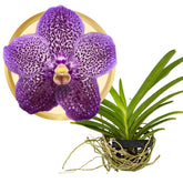 Better-Gro Vanda front view showing large purple blooms and visual impact