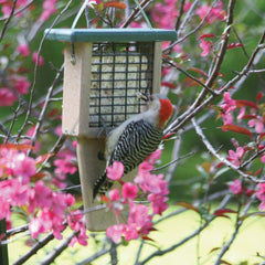 Birds Choice tail prop close-up demonstrating stable perch for woodpeckers benefit
