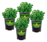 Bonnie Plants front view of 4-pack live lemon balm, easy planting benefit