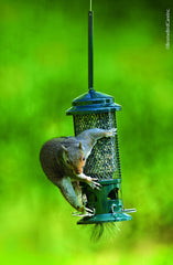 Brome Squirrel Buster hanging beside a ruler showing scale and easy-install benefit