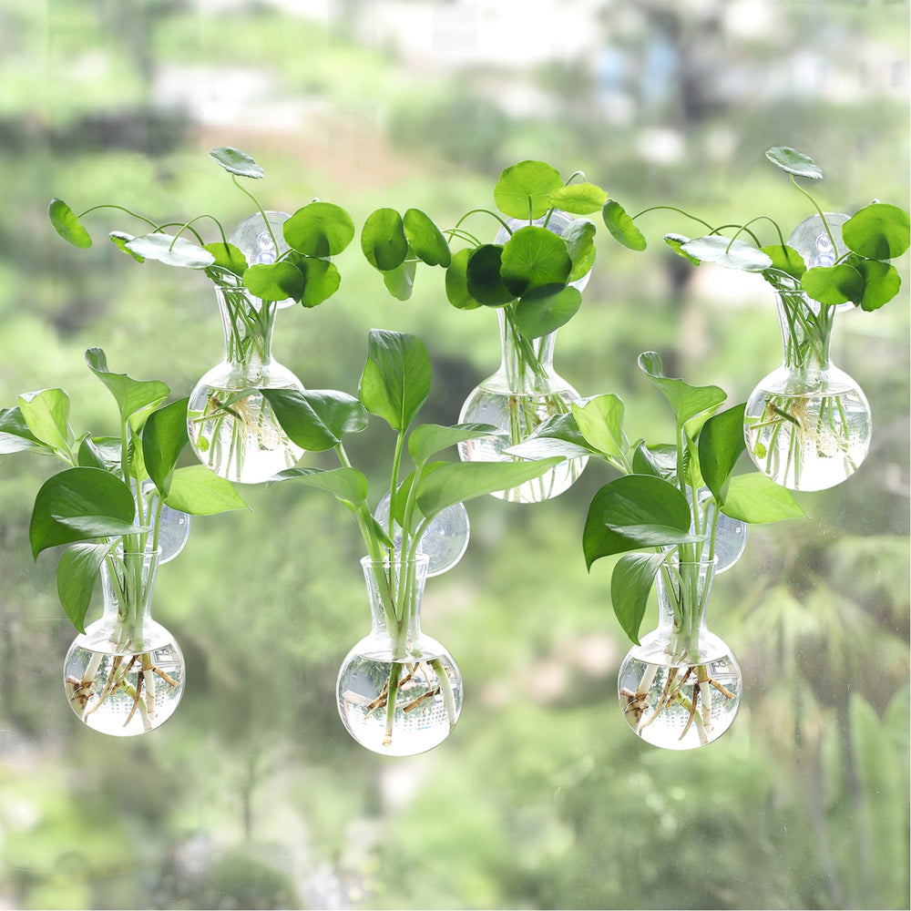 Bunmery front view of six glass bulbs on window for bright display