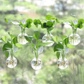 Bunmery front view of six glass bulbs on window for bright display