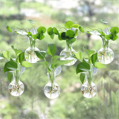 Bunmery front view of six glass bulbs on window for bright display
