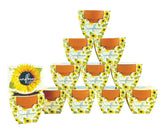 BUZZY front packaging showing 12 sunflower grow kits, perfect for gifting