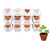 BUZZY front packaging showing complete grow kit for gifting