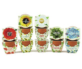 BUZZY front packaging showing complete 12-pack kit and benefits