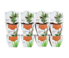 BUZZY front packaging showing full grow kit and benefits