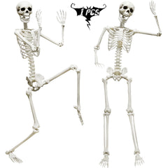 CAMIRUS full front view life-size skeleton showing realistic bone detail and easy display
