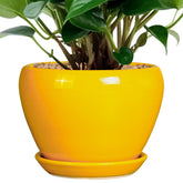 Ceramicfor front view of yellow pot showing modern glaze and clean lines for decor