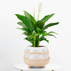 Chonsun reactive glaze close-up highlighting texture and durable, decorative surface