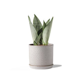 Chubacoo front view of beaded ceramic pot shows stylish neutral finish and stability