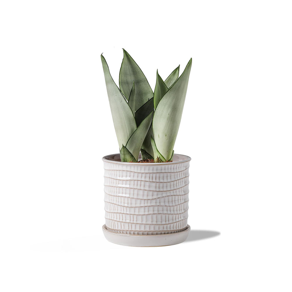 Chubacoo front view cream planter showcasing clean profile and decor versatility