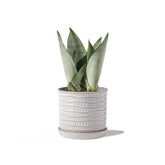 Chubacoo front view cream planter showcasing clean profile and decor versatility