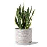 Chubacoo front view of planter showing wave design and elegant finish