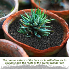 CJGQ lava rocks in pot as bottom drainage layer protecting roots