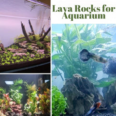 CJGQ lava rock top dressing on succulents retaining surface moisture